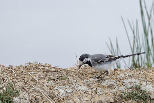 Bergeronnette grise- Motacilla alba - Hoche queue gris - passereaux - motacillid&eacute;s