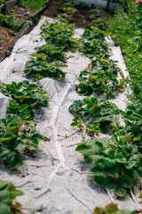 Strawberry bushes in the summer garden, in their natural habitat, on a Sunny summer day, with sunlight.