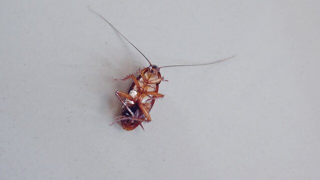 A dying cockroach almost died because it was sprayed with insect repellent