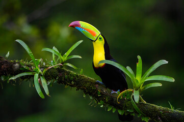 Keel-billed Toucan (Ramphastos sulfuratus) perched on a branch with moss and bromeliad, Costa Rica. © andreanita