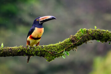 Collared aracari (Pteroglossus torquatus) perched on branch during rain, Costa Rica.