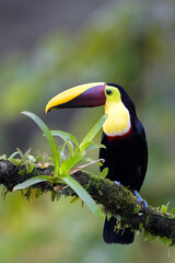 Black-mandibled toucan (Ramphastos ambiguus) perched on a branch with moss and bromeliad, Costa Rica.