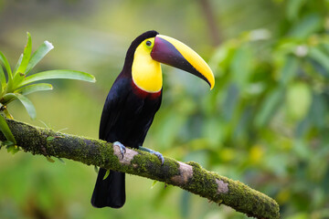 Black-mandibled toucan (Ramphastos ambiguus) perched on a branch with moss and bromeliad, Costa Rica.
