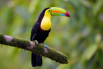 Keel-billed Toucan (Ramphastos sulfuratus) perched on a branch, Costa Rica.