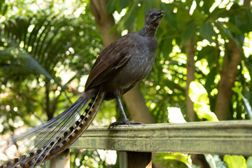 Superb Lyrebird