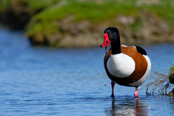 Tadorne de Belon - Tadorna tadorna
