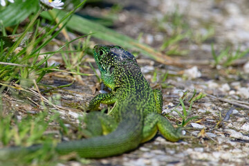 Lézard vert - Lacerta bilineata - sauriens -Lacertidae occidental - Lézard à deux bandes - Lézard à deux raies
