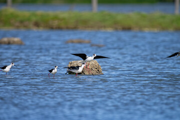 Échasse blanche - Himantopus himantopus - oiseaux échassiers - limicoles - Recurvirostrida