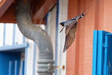Hirondelle rustique - Hirundo rustica  ©  - Erick M - 