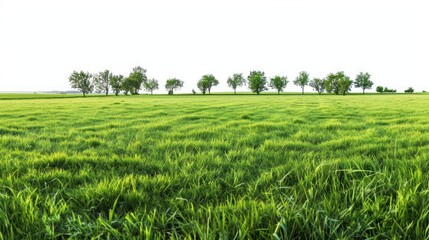Obraz premium A row of trees in a vast, green field