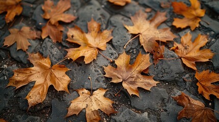 A landscape with large, dark brown sycamore leaves rustling and falling in the slightly cold, dry early October air. The leaves tumble and spin on the rough.
