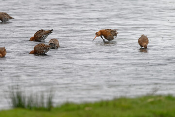 Barge à queue noire - Limosa limosa - oiseaux limicoles - scolopacidés
