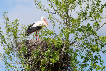 Cigogne blanche, Ciconia Ciconia
