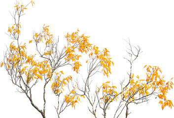 A grove of trees of different heights with yellow autumn leaves.