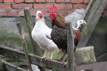 A white hen sits next to a rooster on a wooden fence
