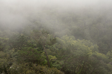 A misty forest shrouded in ethereal fog The trees stand tall their branches reaching for the sky