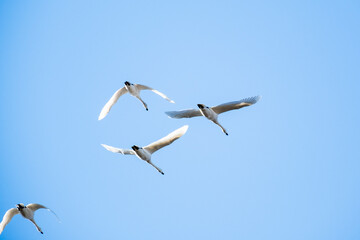Obraz premium 川島町白鳥飛来地の白鳥 埼玉県比企郡川島町