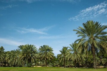 Obraz premium Palm trees on the blue sky background. Agriculture industry in desert areas of the Middle East