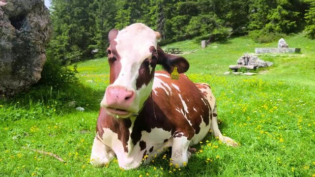 Close-up Portrait Of A Chewing Cow On Vallunga Valley Above Selva, Val Gardena, Dolomites, Italy.