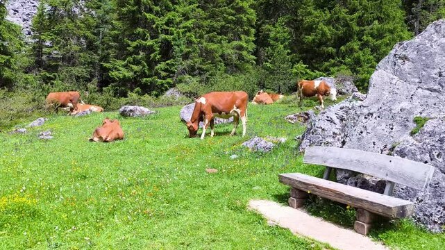 Cows Grazing On The Idyllic Valley Of Langental, Vallunga In Val Gardena, South Tyrol, Italy. Static Shot