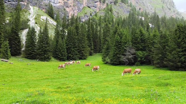 Rural Scene Of Cows Grazing On Green Pastures At Vallunga Valley In Val Gardena, South Tyrol, Italy. Static Shot