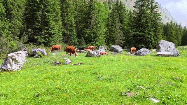 Grazing Cows On The Green Grass Of Vallunga In The Province of Bolzano, Dolomites, South Tyrol, Italy. Static Shot