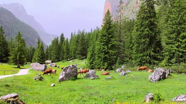 Cattles On The Mountain Pastures Down Vallunga Valley In Val Gardena, South Tyrol, Italy. Static Shot