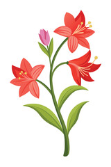 Amaryllis Branch with Flowers Vector Illustration on White Background