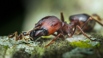 Giant ant attacking smaller ant on tree trunk.