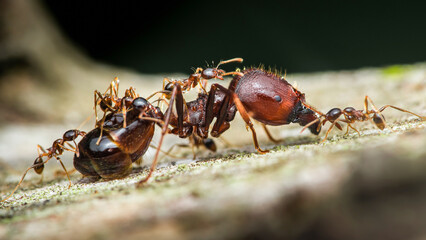 Big ant carrying small ants on tree branch.