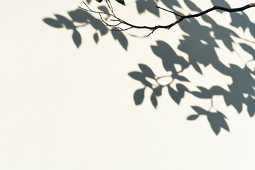 Shadow of a tree branch with leaves on a plain white wall in sunlight, creating a natural, organic pattern.
