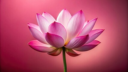 Macro Lotus flower isolated on pink background
