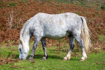 Obraz premium Wild Welsh Ponies grazing on the Gower Peninsula, Port Eynon, Overton Mere