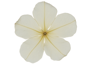 Einzelne weiße Blume des Großherzogs der Toskana für botanische Frühlingsdesigns