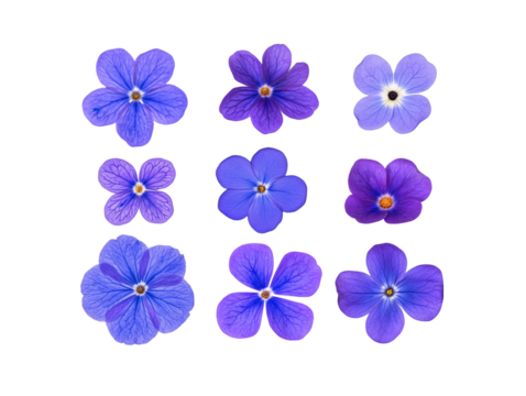 Set aus kleinen lila Fliederblüten für Frühlingsdeko und Designprojekte