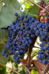 Close up shot of a plump, almost ripe bunch of Malvasia Nera, the famous Black Malvasia grapes cultivated in the Aeolian island of Salina.