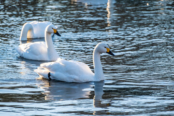 Naklejka premium 川島町白鳥飛来地の白鳥 埼玉県比企郡川島町