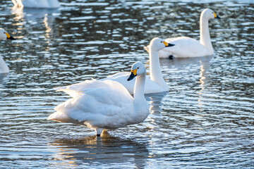 Naklejka premium 川島町白鳥飛来地の白鳥 埼玉県比企郡川島町