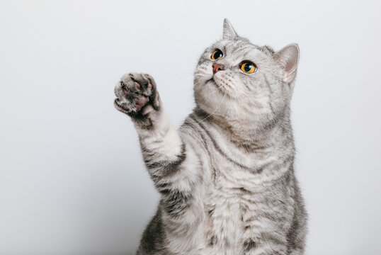 Tabby cat is raising his paw up, funny cat with raised paw, white background with copy space