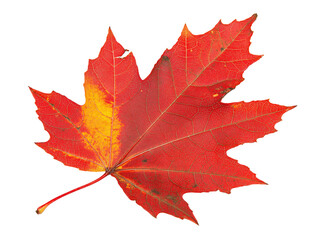 Obraz premium Lebendiges rotes Ahornblatt isoliert auf weißem Hintergrund für Natur- und Designprojekte