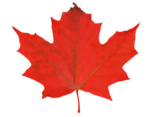 Leuchtend rotes Ahornblatt isoliert auf schwarzem Hintergrund für saisonales Design