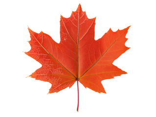 Leuchtend rotes Ahornblatt isoliert: Symbol des Herbstes für saisonale Designs