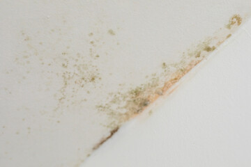 Mold Growth on Ceiling