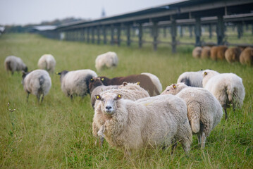 Sheep standing in a field of solar panels with solar trackers and a windmill in the distance....