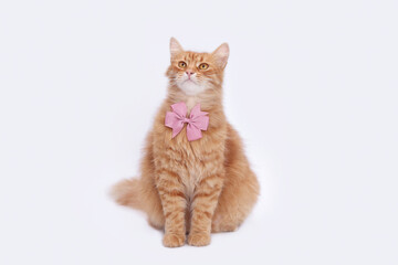 Ginger cat with a pink bow around its neck. Valentine's Day, love, friendship, and affection. Valentine’s related concepts and designs. Beautiful cat. Greeting card. Happy birthday. Copy cpace