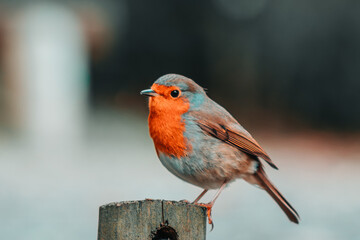 robin on a fence