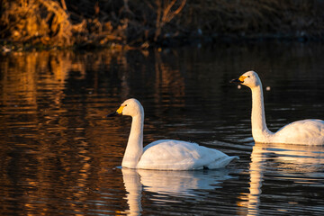 川島町白鳥飛来地 朝日に照らされた白鳥　埼玉県比企郡川島町