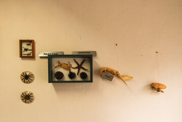 Ściana z morskimi zwierzętami, rozgwiazdy w ramce, wystawa. © Elżbieta Kaps