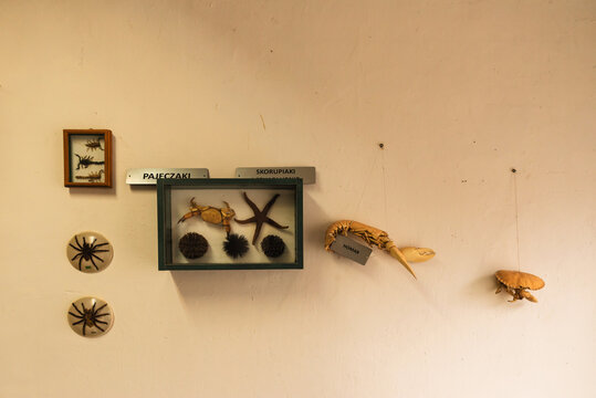 Ściana z morskimi zwierzętami, rozgwiazdy w ramce, wystawa.