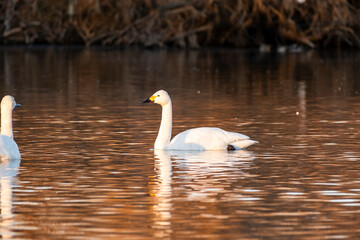 川島町白鳥飛来地 朝日に照らされた白鳥　埼玉県比企郡川島町